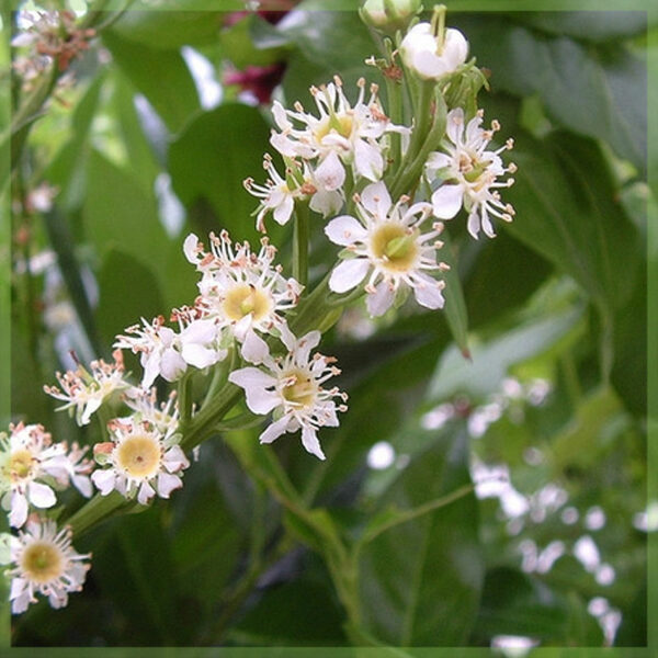 Prunus laurocerasus Otto luyken babér vásárlás