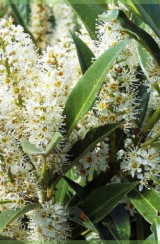 Ceannaich Prunus laurocerasus Otto luyken laurel