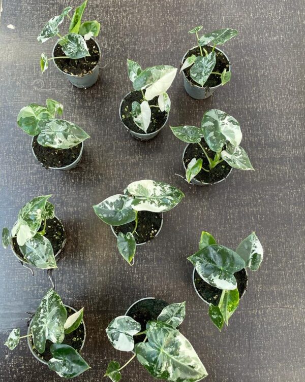 alocasia-frydek-variegata-buy-and-care