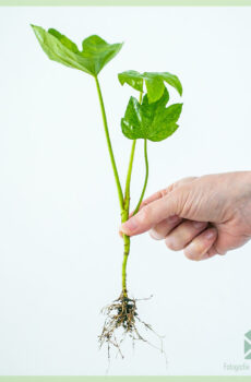 Пальцевое растение - Fatsia japonica купить укорененный черенок