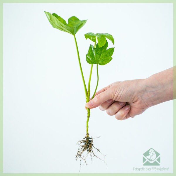 Vingerplant - Fatsia japonica koop gewortelde sny