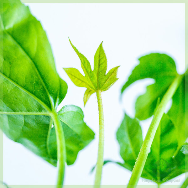 Vingerplant - Fatsia japonica geworteld stekje kopen