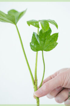 Dwèt plant - Fatsia japonica achte rasin koupe