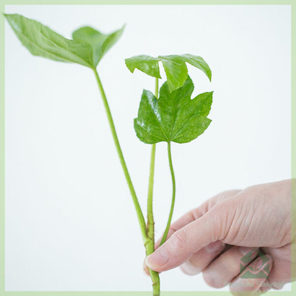 Parmak bitkisi - Fatsia japonica köklü kesim satın alıyor