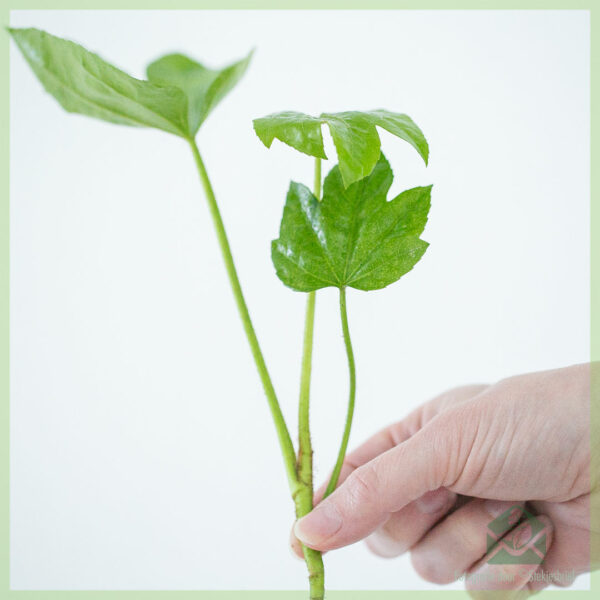 Vingerplant - Fatsia japonica koop gewortelde sny