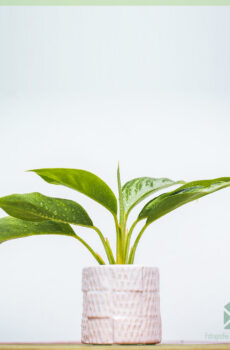 Aglaonema Silver Bay geworteld stekje kopen