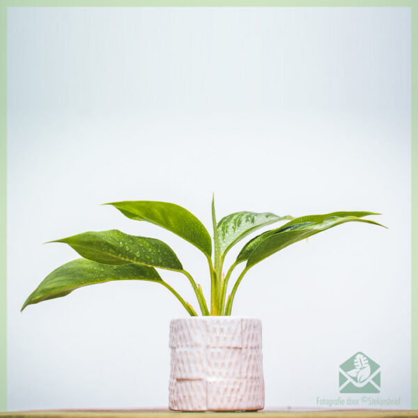 Aglaonema Silver Bay geworteld stekje kopen