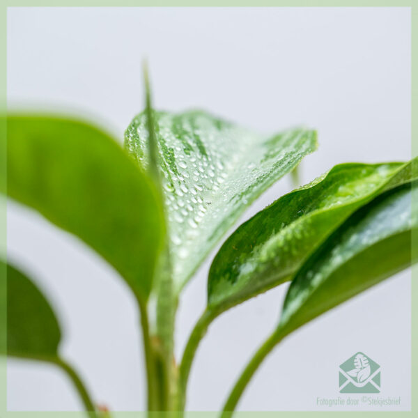 Aglaonema Silver Bay geworteld stekje kopen
