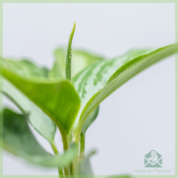 Aglaonema Silver Bay geworteld stekje kopen