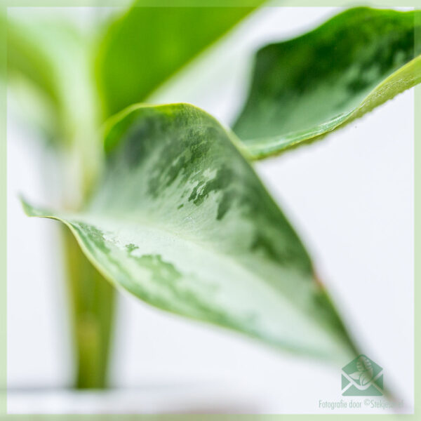 Aglaonema Silver Bay geworteld stekje kopen - Afbeelding 5