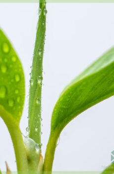 Keapje Aglaonema Silver Bay woartele stekken