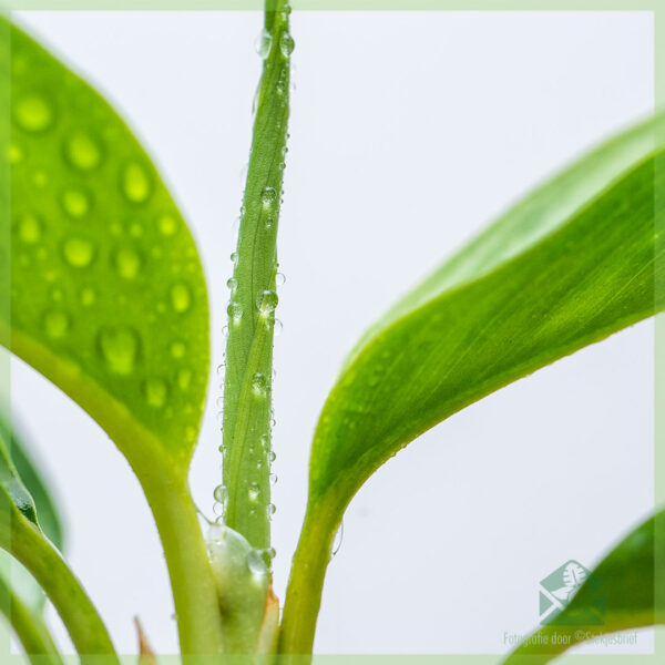 Kaupa Aglaonema Silver Bay rótaðar græðlingar