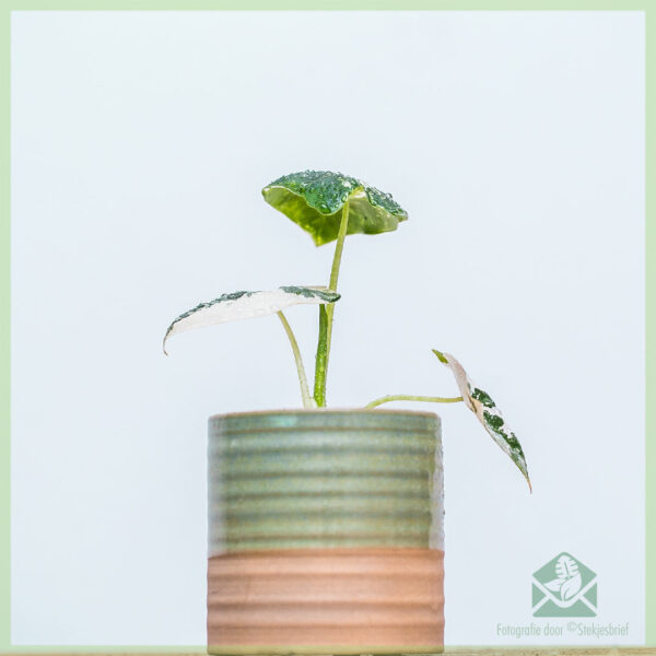 Купля і догляд за Alocasia Frydek Variegata