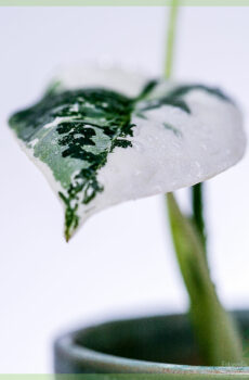 Fividianana sy fikarakarana Alocasia Frydek Variegata