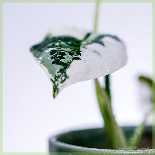 Acheter et entretenir Alocasia Frydek Variegata