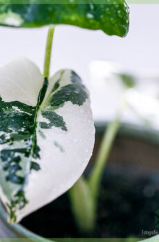 Köpa och ta hand om Alocasia Frydek Variegata