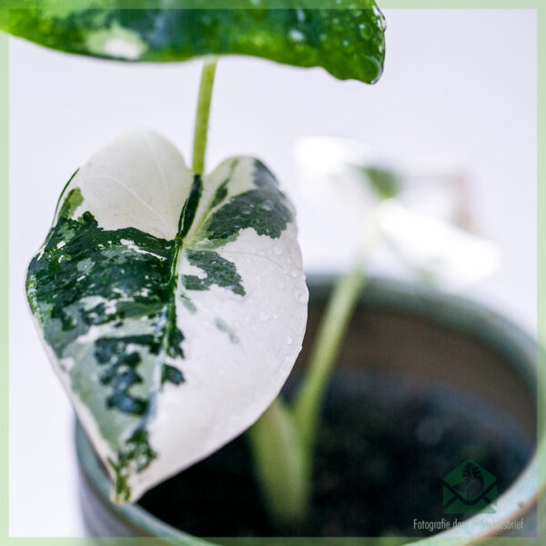 Alocasia Frydek Variegata വാങ്ങി പരിപാലിക്കുക