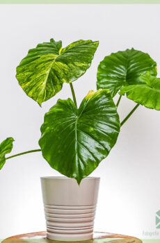 شراء ورعاية Alocasia Gageana aurea variegata