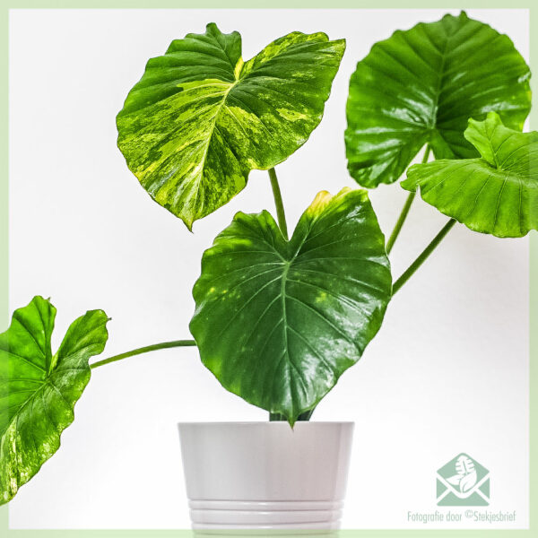 Bleni dhe kujdesuni për Alocasia Gageana aurea variegata