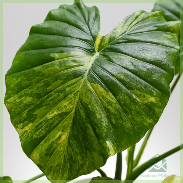 Köp och ta hand om Alocasia Gageana aurea variegata