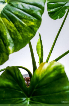 Alocasia Gageana aurea variegata ஐ வாங்கி பராமரிக்கவும்