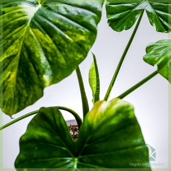 Alocasia Gageana aurea variegata خریدیں اور دیکھ بھال کریں۔