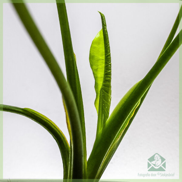 Nakupujte a pečujte o Alocasia Gageana aurea variegata