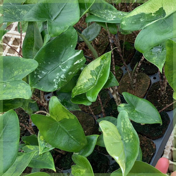 Alocasia Zebrina aurea variegata olifantsoor baby plantje kopen