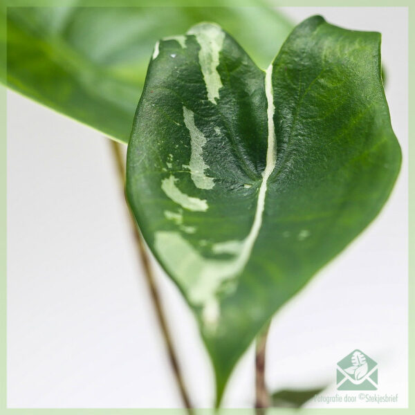 Aĉetu Alocasia Zebrina aurea variegata elefanta orelo beba planto