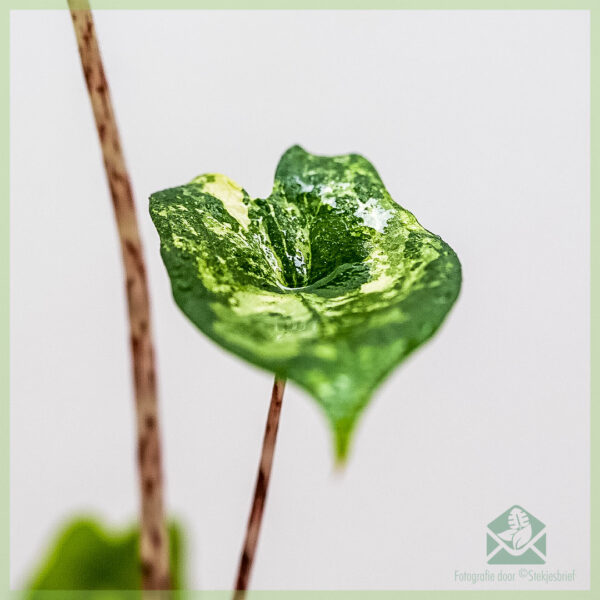 Vidio Alocasia Zebrina aurea variegata zana-trondro elefanta