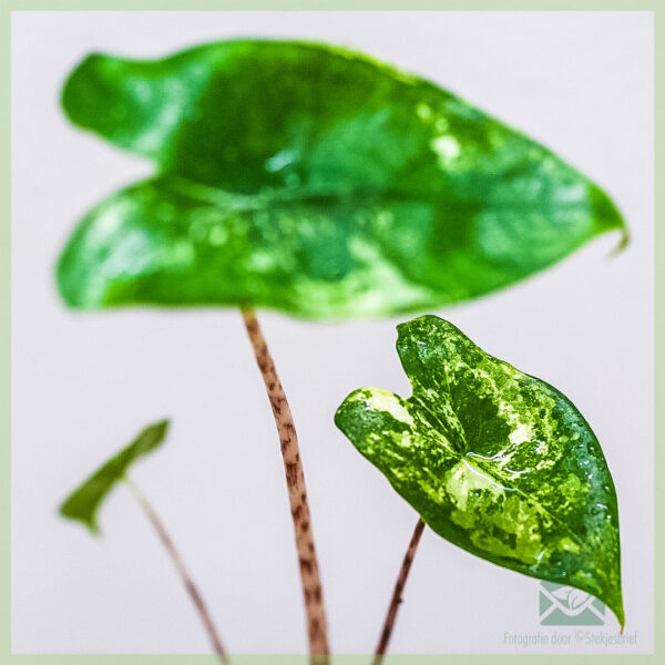 Iibso Alocasia Zebrina aurea variegata geedka dhegta maroodiga