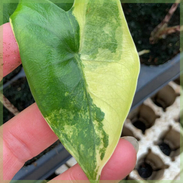 Aĉetu Alocasia Zebrina aurea variegata elefanta orelo beba planto