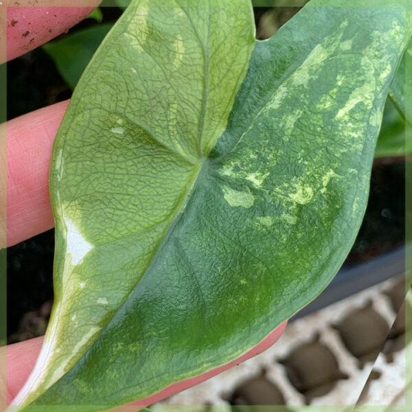 Alocasia Zebrina aurea variegata olifantsoor baby plantje kopen