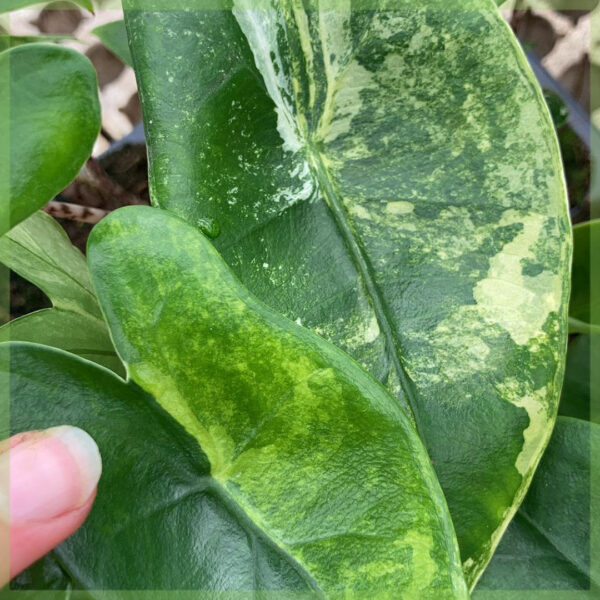 Alocasia Zebrina aurea variegata අලි කන් ළදරු ශාකය මිලදී ගන්න