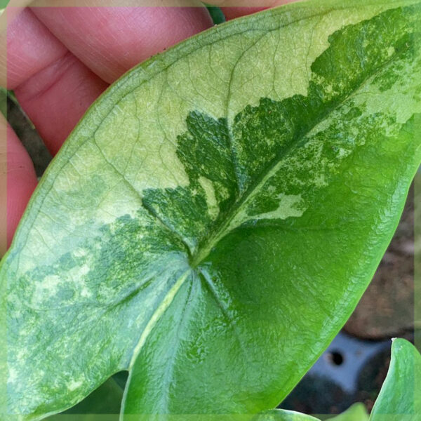 Buy Alocasia Zebrina auricula aurea variegata