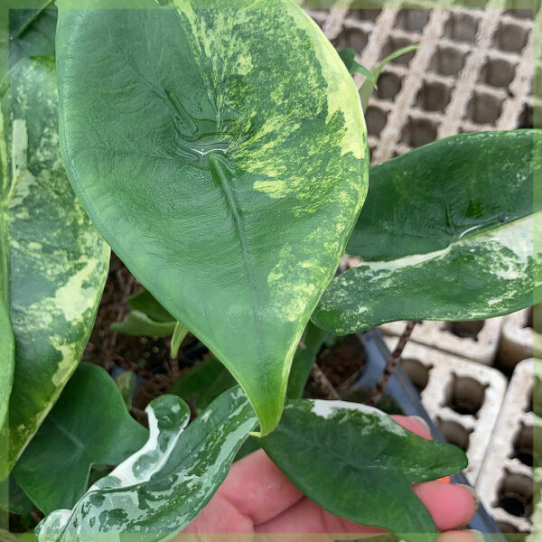 Iibso Alocasia Zebrina aurea variegata geedka dhegta maroodiga