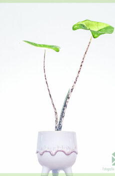 Fa'atau le Alocasia Zebrina aurea variegata elephant ear baby plant