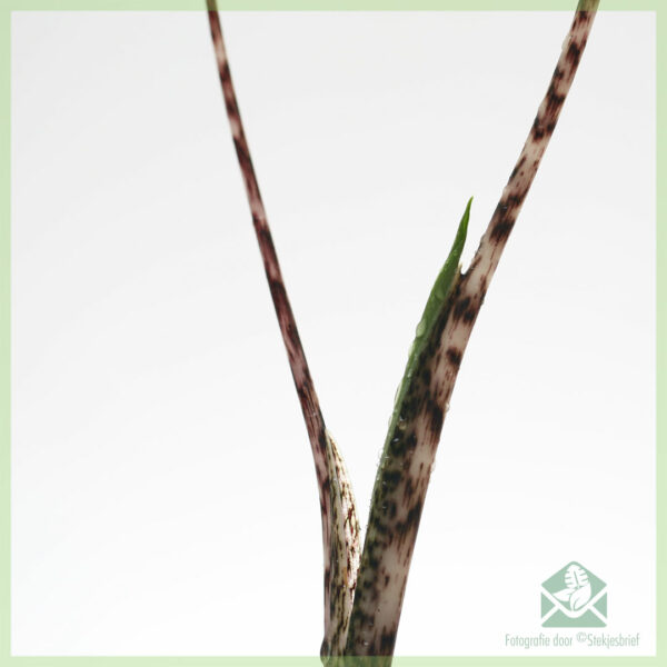 Alocasia Zebrina aurea variegata olifantsoor baby plantje kopen
