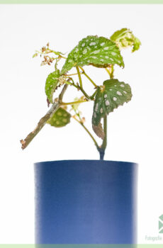 Acheter hybride Begonia negrosensis - plante à pois