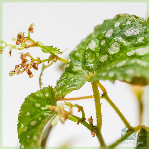 Begonia negrosensis 잡종 구매 - 물방울 무늬 식물