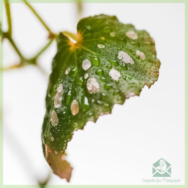 Купете Begonia negrosensis хибрид - растение на точки