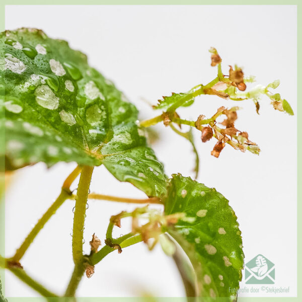 Mésér Begonia negrosensis hibrida - tutuwuhan polka dot