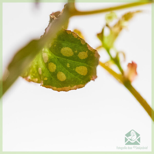 Mésér Begonia negrosensis hibrida - tutuwuhan polka dot