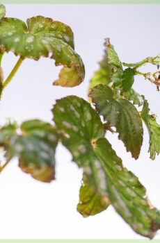 Купете Begonia negrosensis хибрид - растение на точки