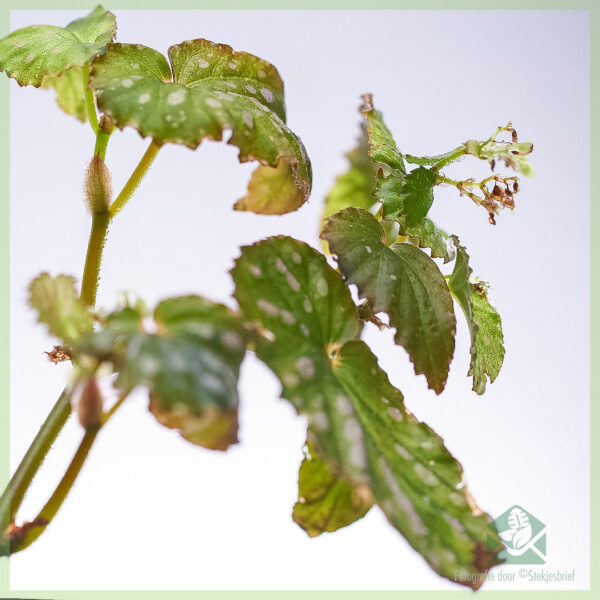 Begonia negrosensis 잡종 구매 - 물방울 무늬 식물