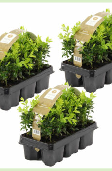 Buxus sempervirens ポット 9 cm 高さ 17 cm を購入する