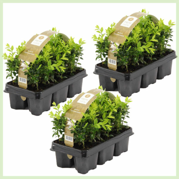Buxus sempervirens pot 9 cm hoogte 17 cm kopen