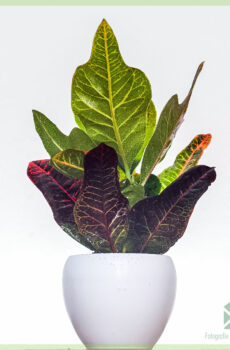 Croton codiaeum variegatum petra pot 10cm kopen