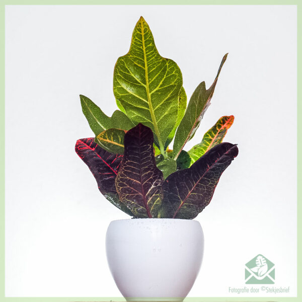 Croton codiaeum variegatum petra pot 10cm kopen
