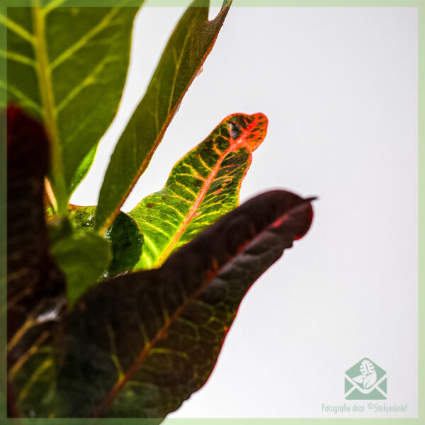 Kaupa Croton codiaeum variegatum petra pott 10cm